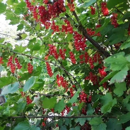 Radulje بوويتش